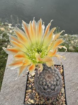Echinocereus ctenoides